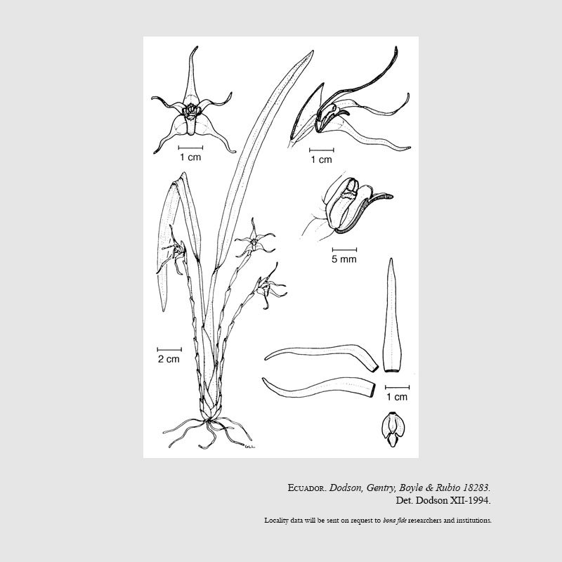 Maxillaria rubioi